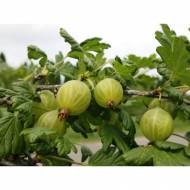 Саженец Крыжовник Бесшипный в контейнере